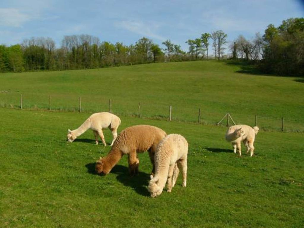 Farmstay Alpagaterie Juillac  Kültér fotó