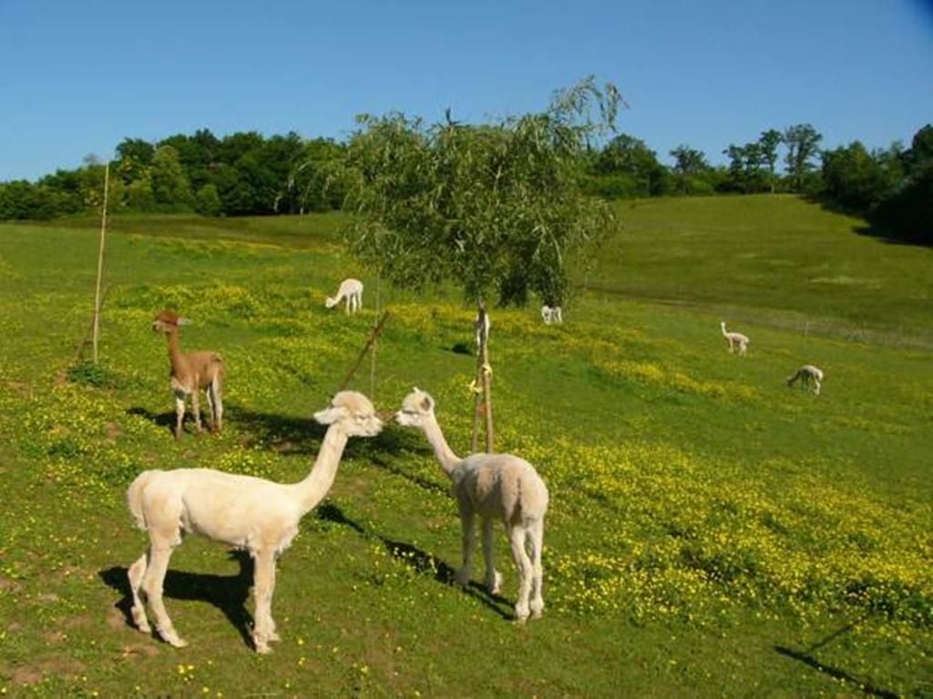 Farmstay Alpagaterie Juillac  Kültér fotó