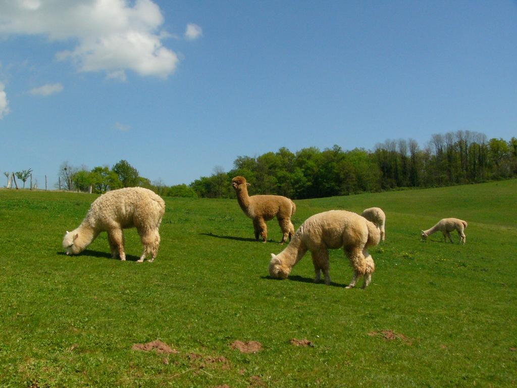 Farmstay Alpagaterie Juillac  Kültér fotó