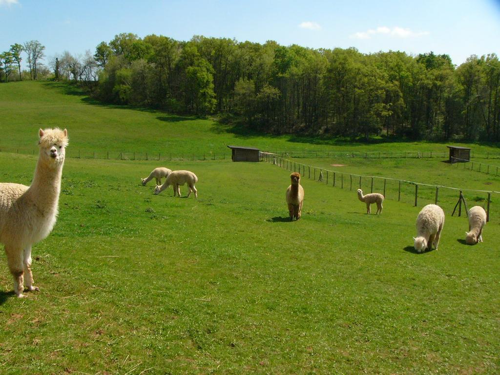 Farmstay Alpagaterie Juillac  Kültér fotó